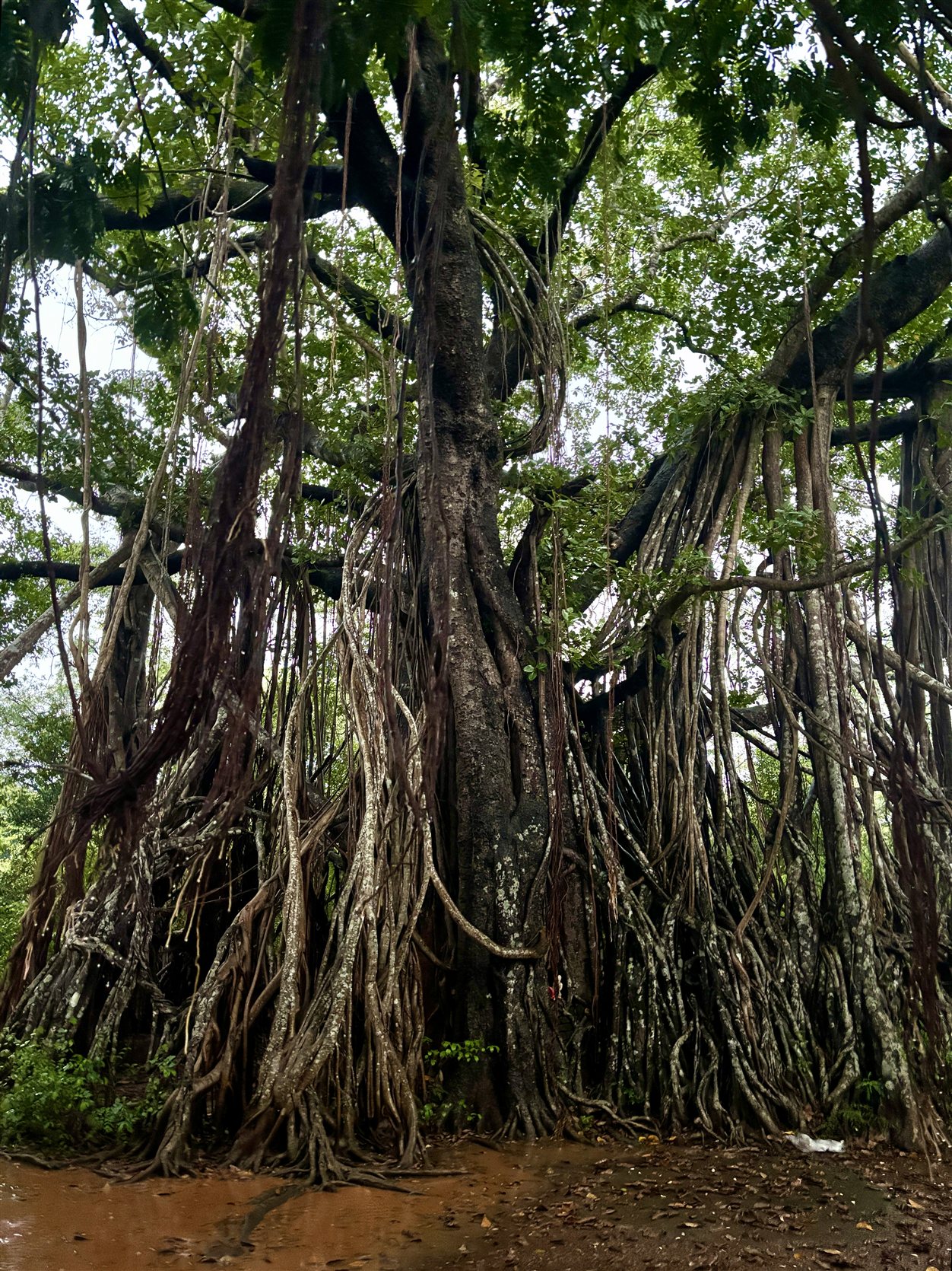Mihindu Aranya bij Anuradhapura