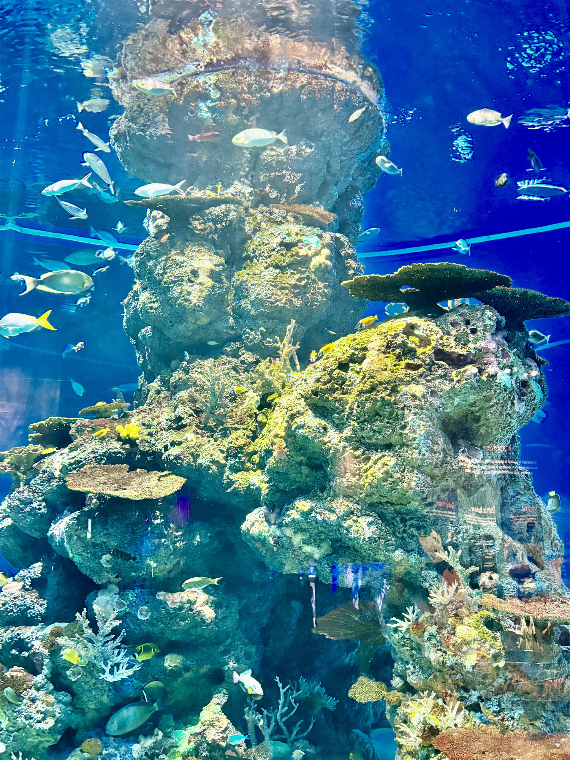 S.E.A. Aquarium, Sentosa