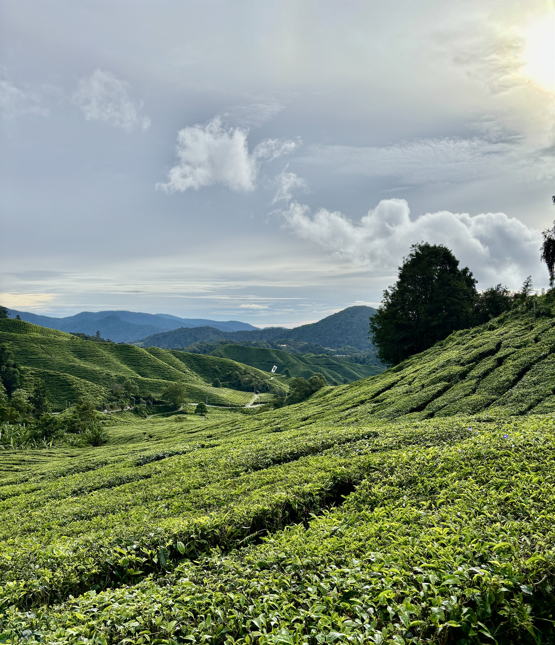BOH Sungai Palas Tea Viewpoint bij Cameron Highlands