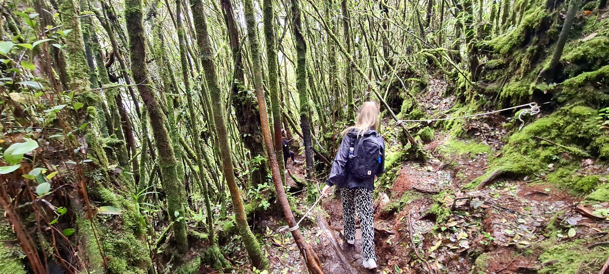 Wandeling door het Mossy Forest bij Cameron Highlands
