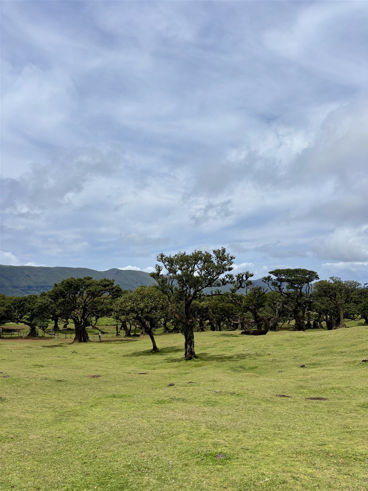 Fanal Forest, Madeira