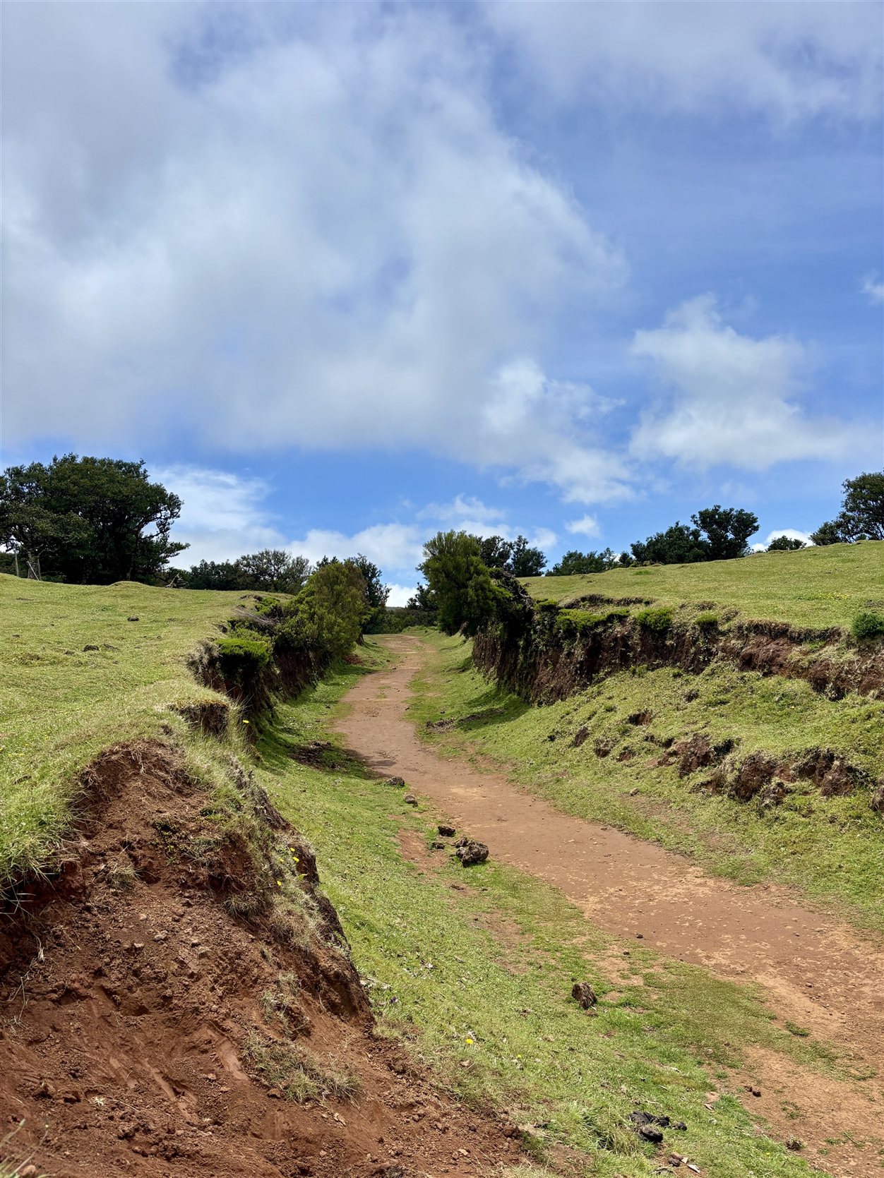 Fanal Forest, Madeira