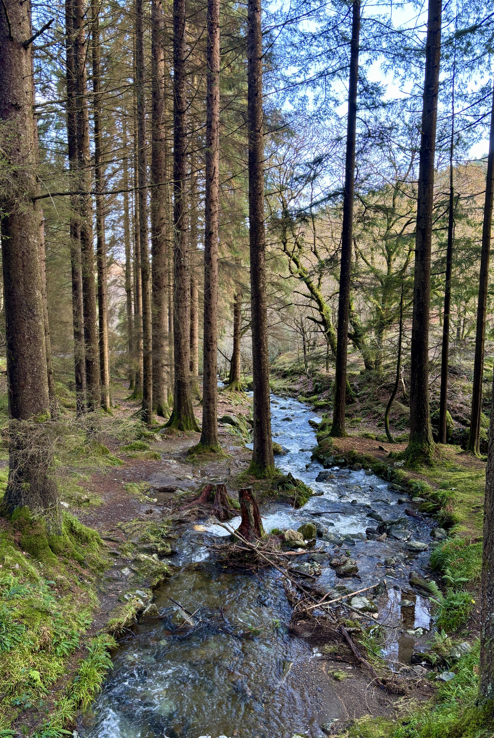 Bosbeek, Glendalough