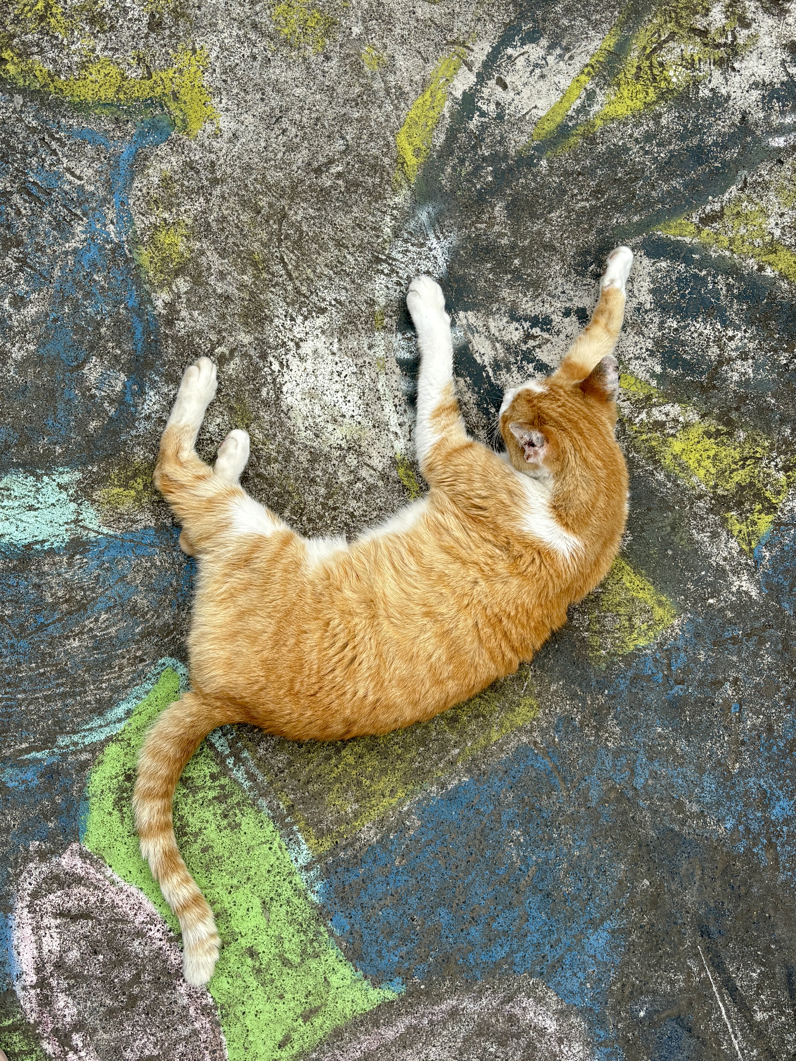 Een kat op een beschilderde stoep bij het meer