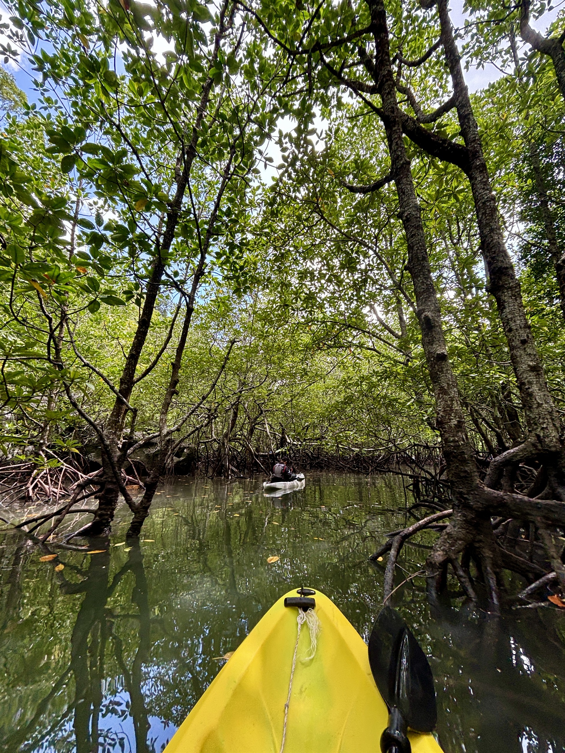 Kajaktocht door de mangrovebossen van Langkawi