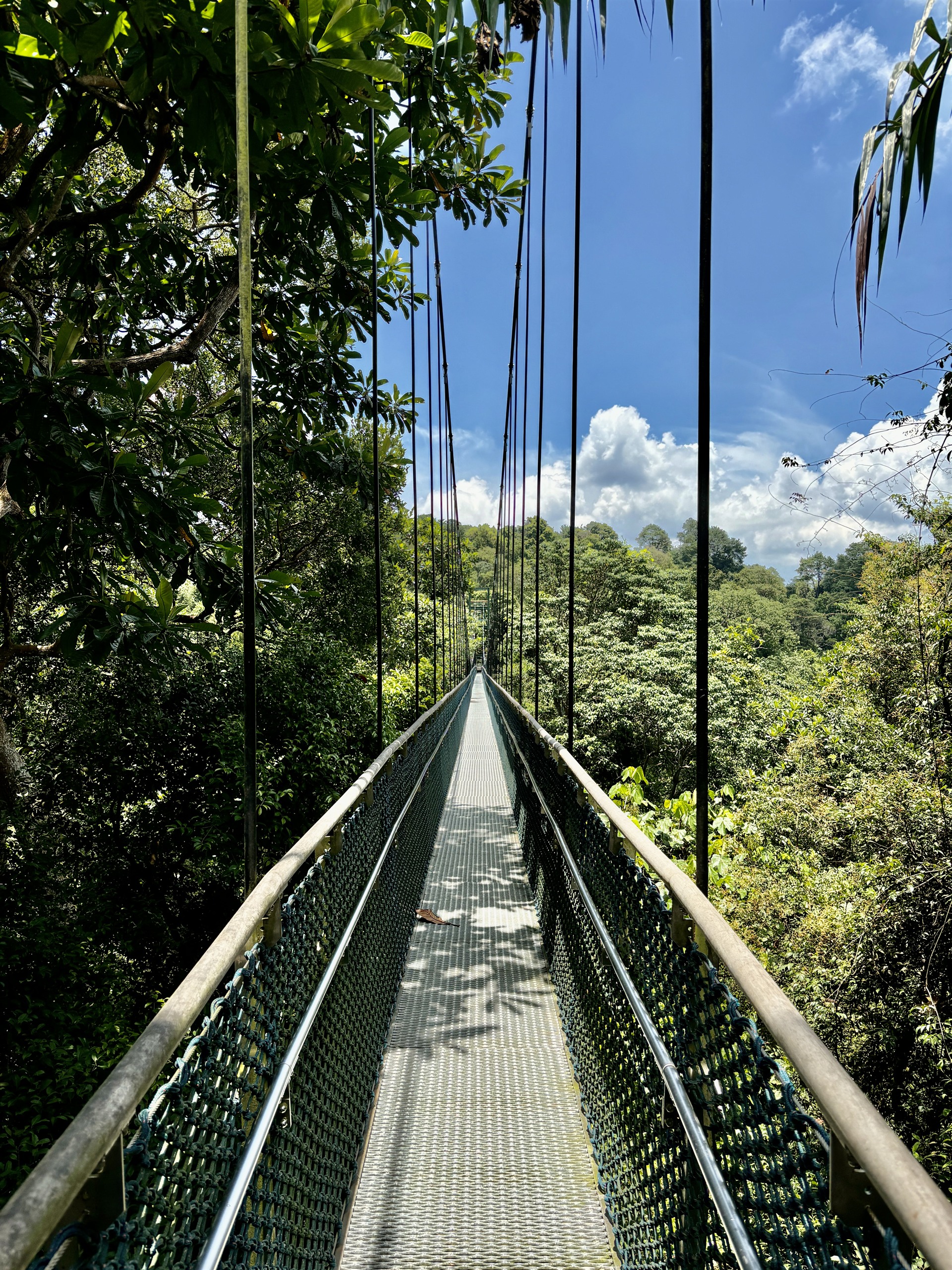 TreeTop Walk, MacRitchie Reservoir