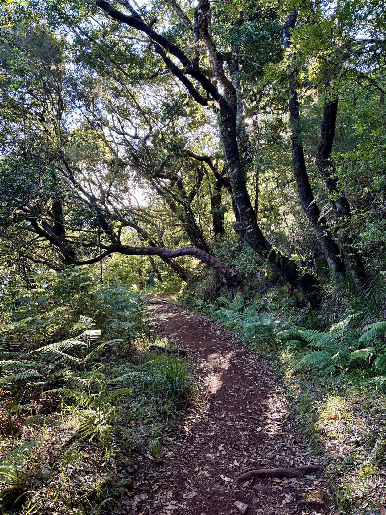 Wandelpad door het bos op Madeira