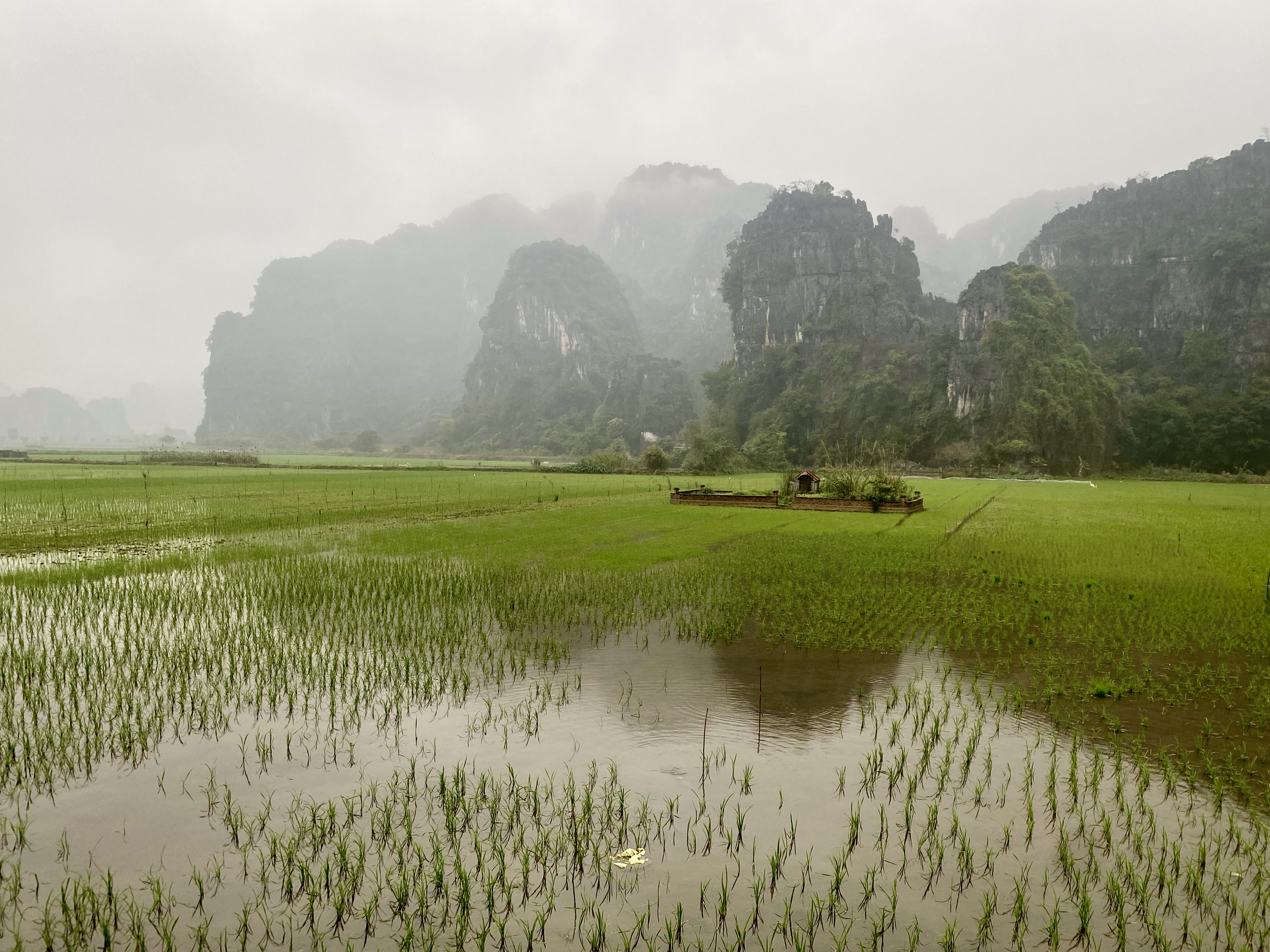 Rijstvelden omringd door karstbergen bij Ninh Binh