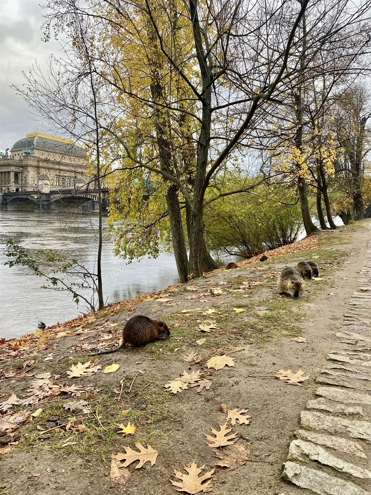 Nutria's bij het Nationaal Theater in Praag