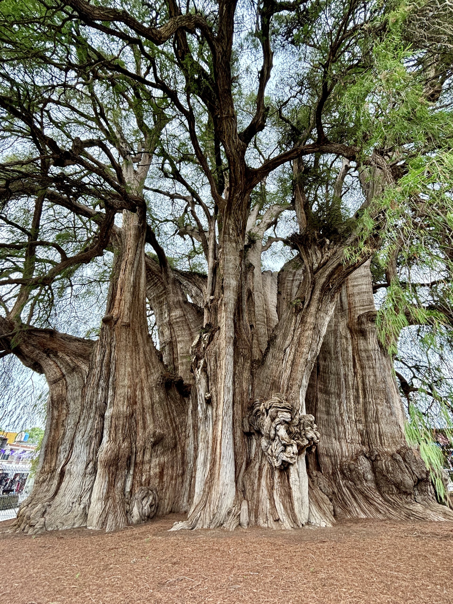 Arbol del Tule bij Oaxaca