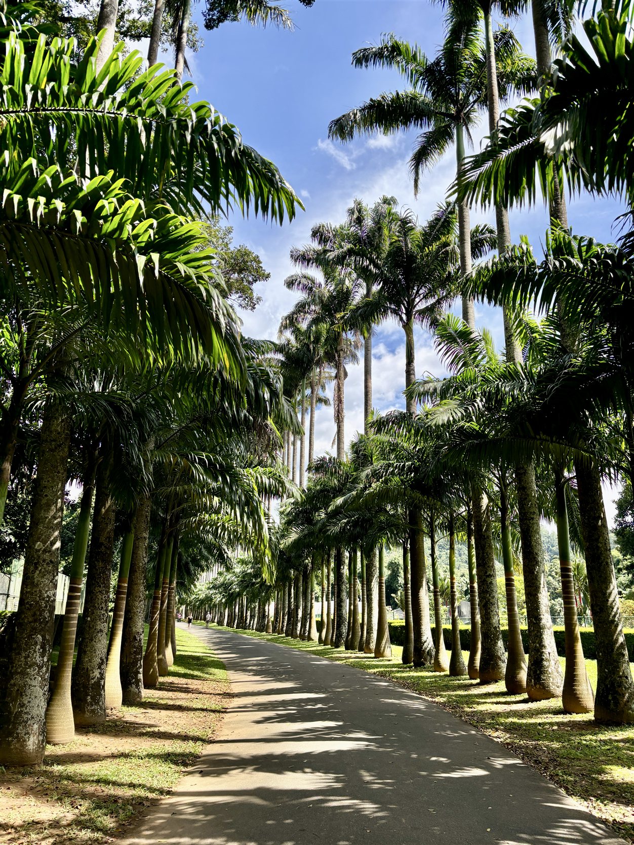 Palmenlaan in de Royal Botanic Gardens van Peradeniya