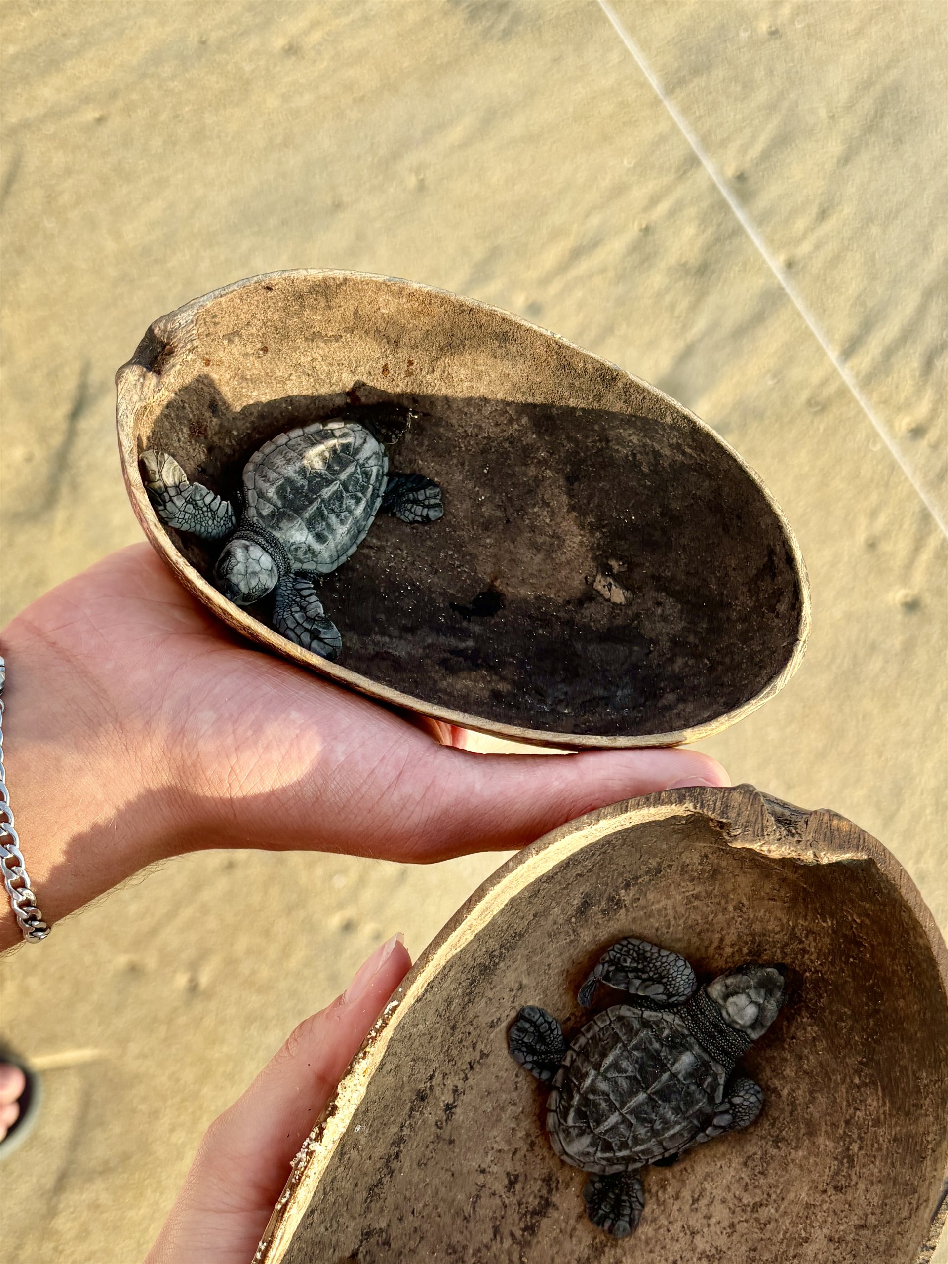 Vrijlaten van zeeschildpadden bij Puerto Escondido