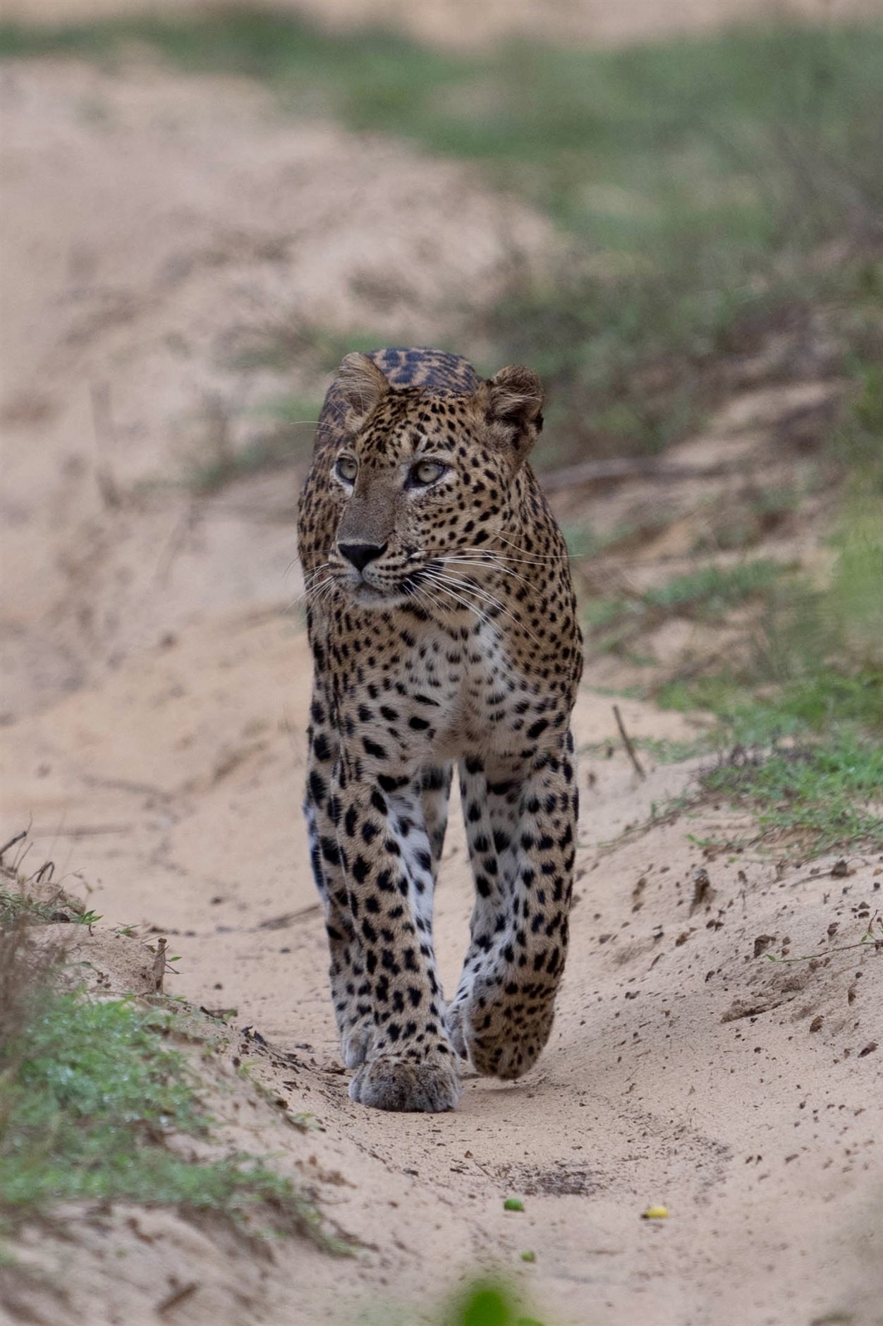 Luipaard tijdens safari in Wilpattu National Park