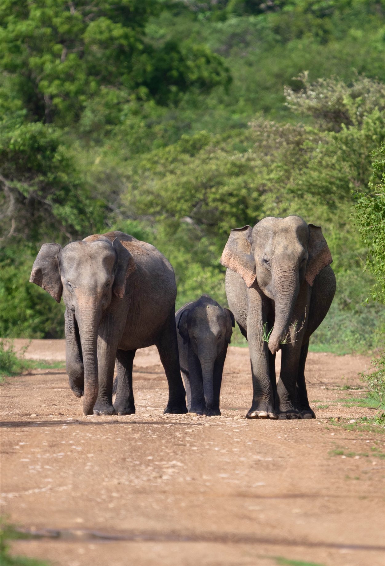 Olifant tijdens safari in Wilpattu National Park