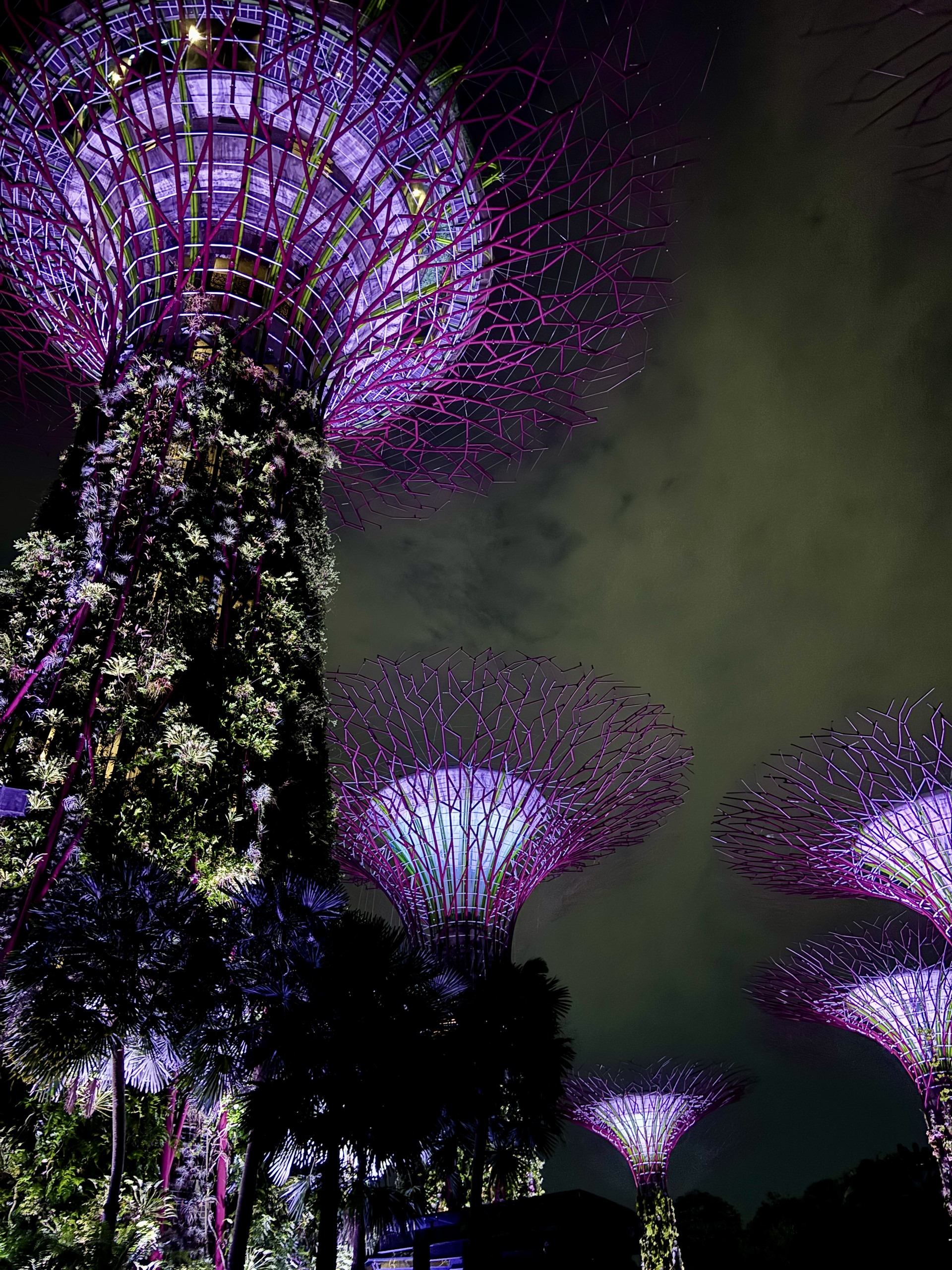 Supertree Grove, Gardens by the Bay