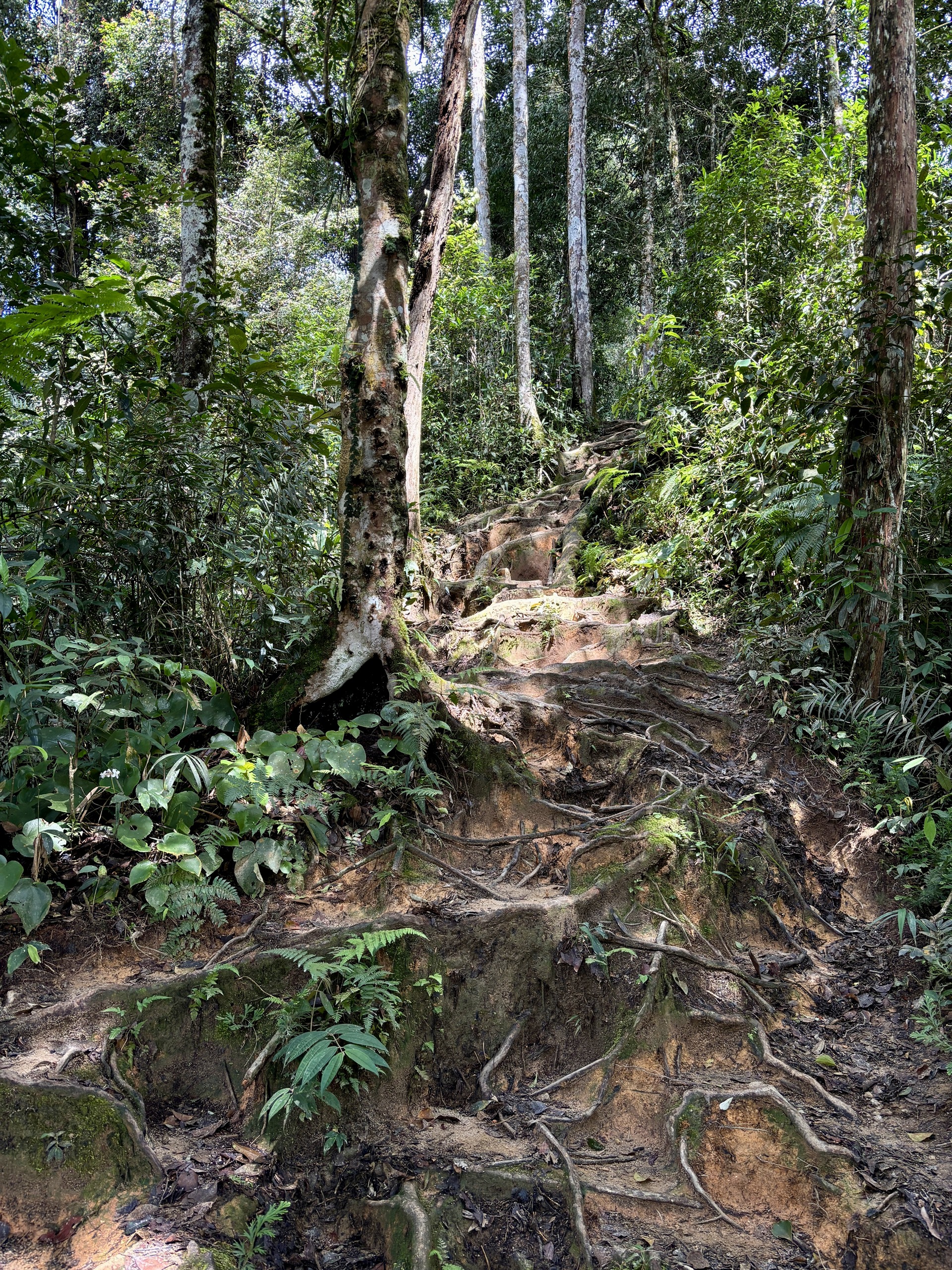 Jungle Trail 10 bij Cameron Highlands