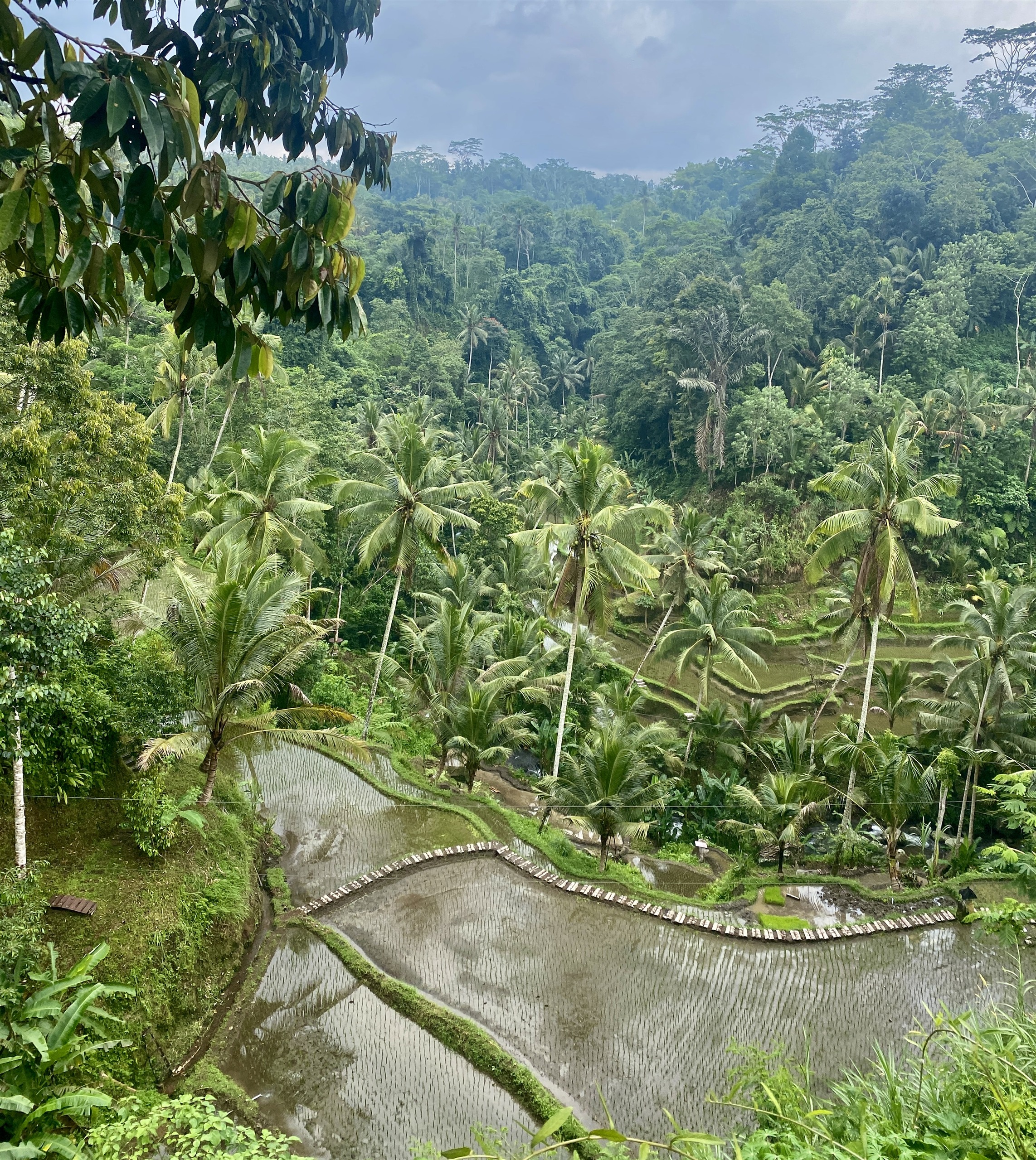 Tegalalang rijstterrassen bij Ubud