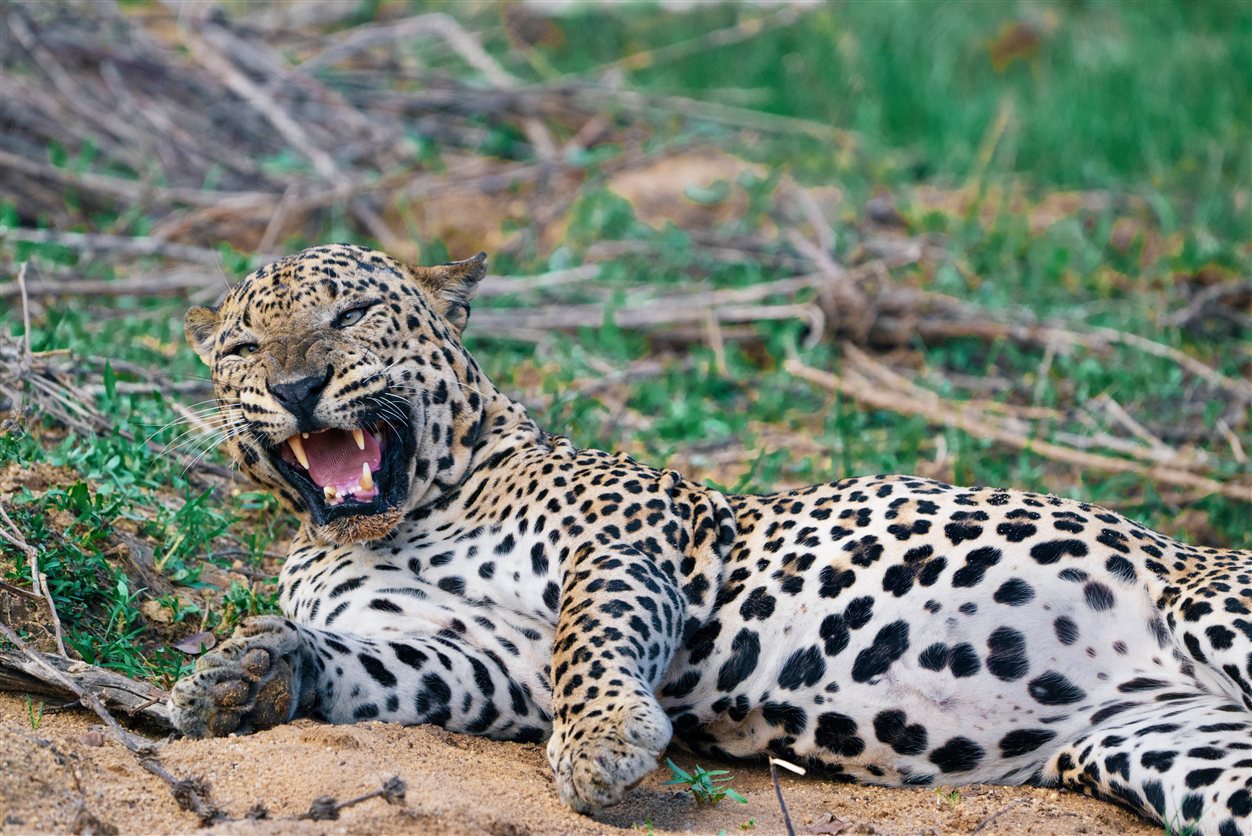 Luipaard van dichtbij tijdens safari in Yala National Park