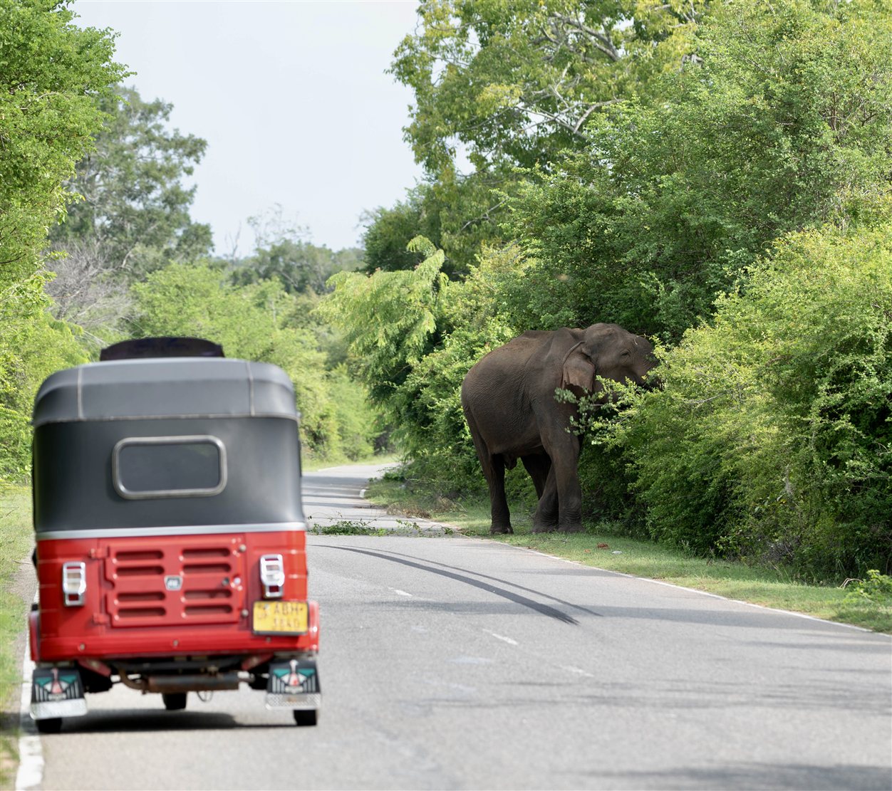 Olifant naast de weg op de B35 bij Tissamaharama