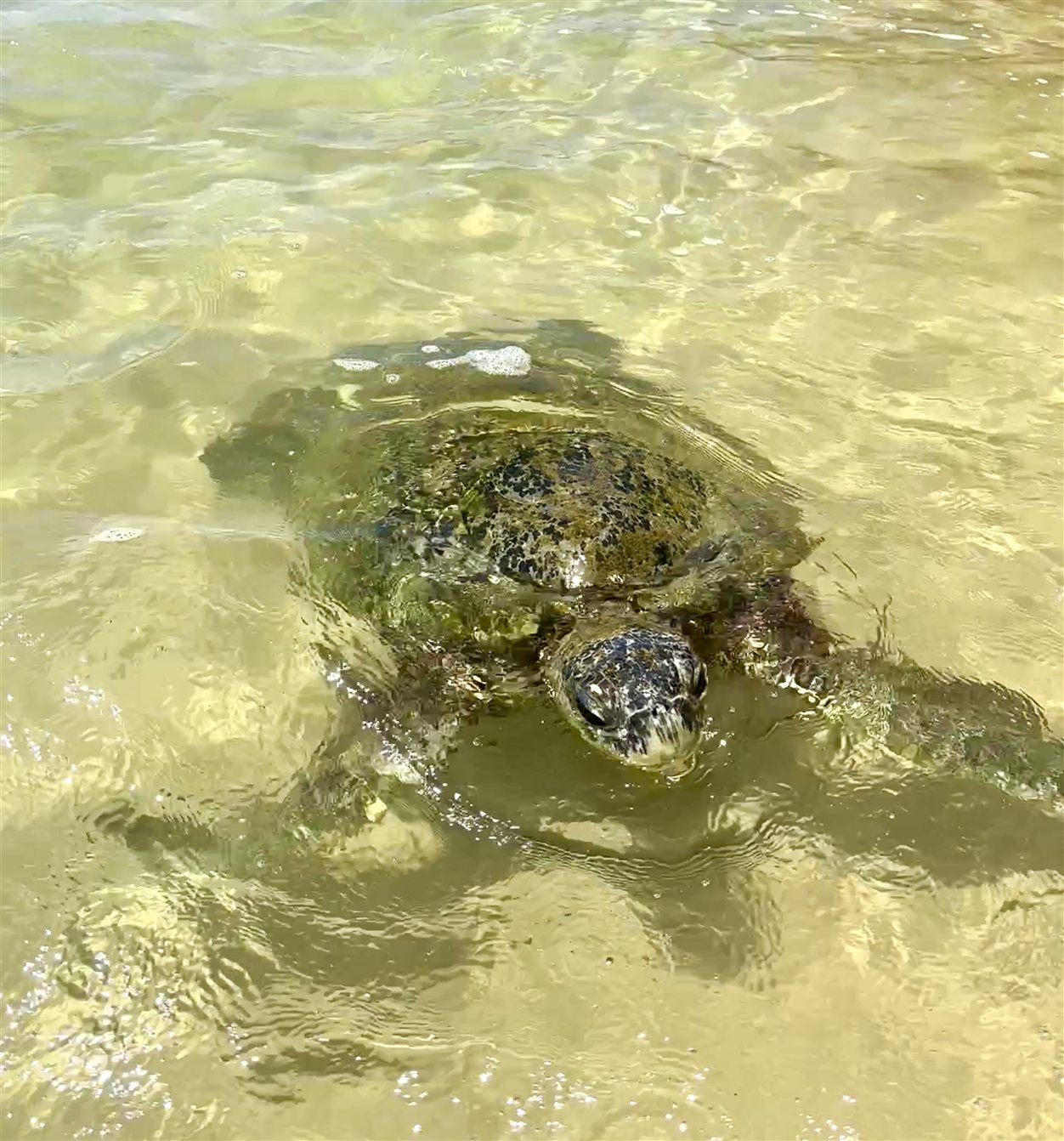 Zeeschildpad zwemmend bij Wijaya Beach